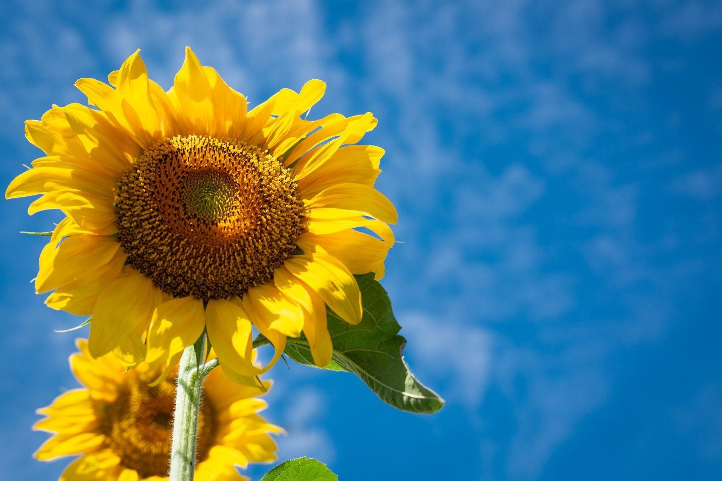 4-types-of-yellow-flowers-for-girls-who-love-yellow-3